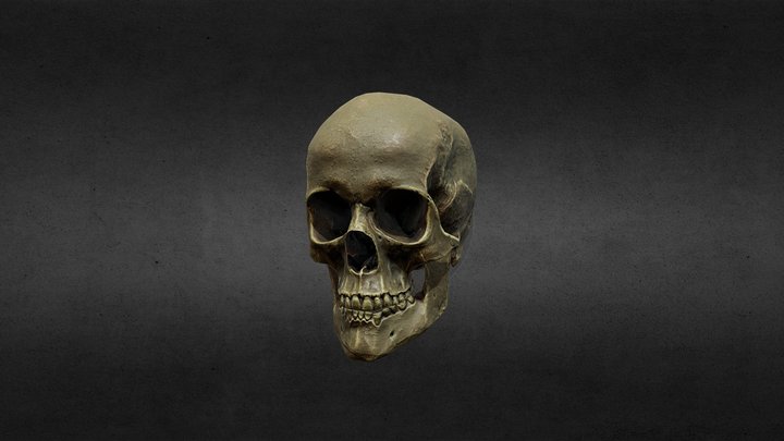 Skull – Free 3D Model STL