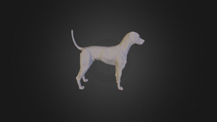 Weimaraner Dog 3D Model