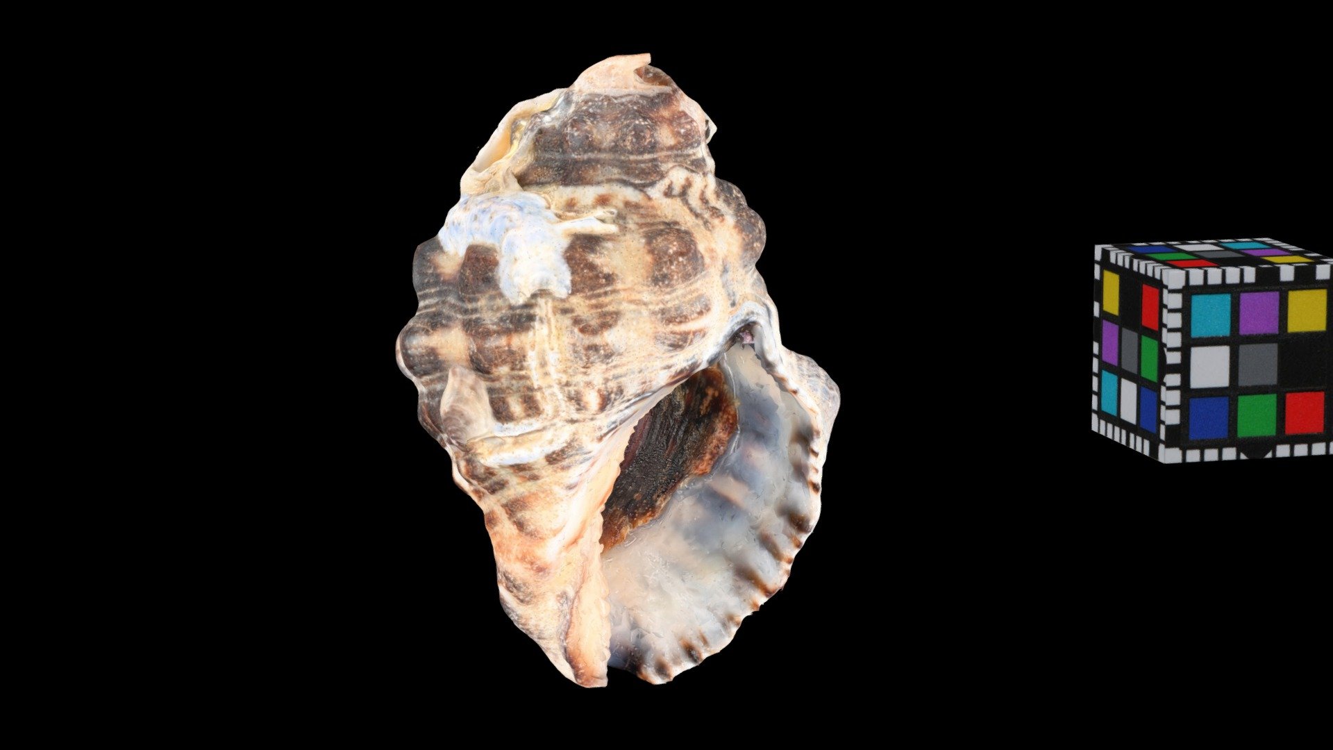 イボニシ Sea snail, Thais clavigera