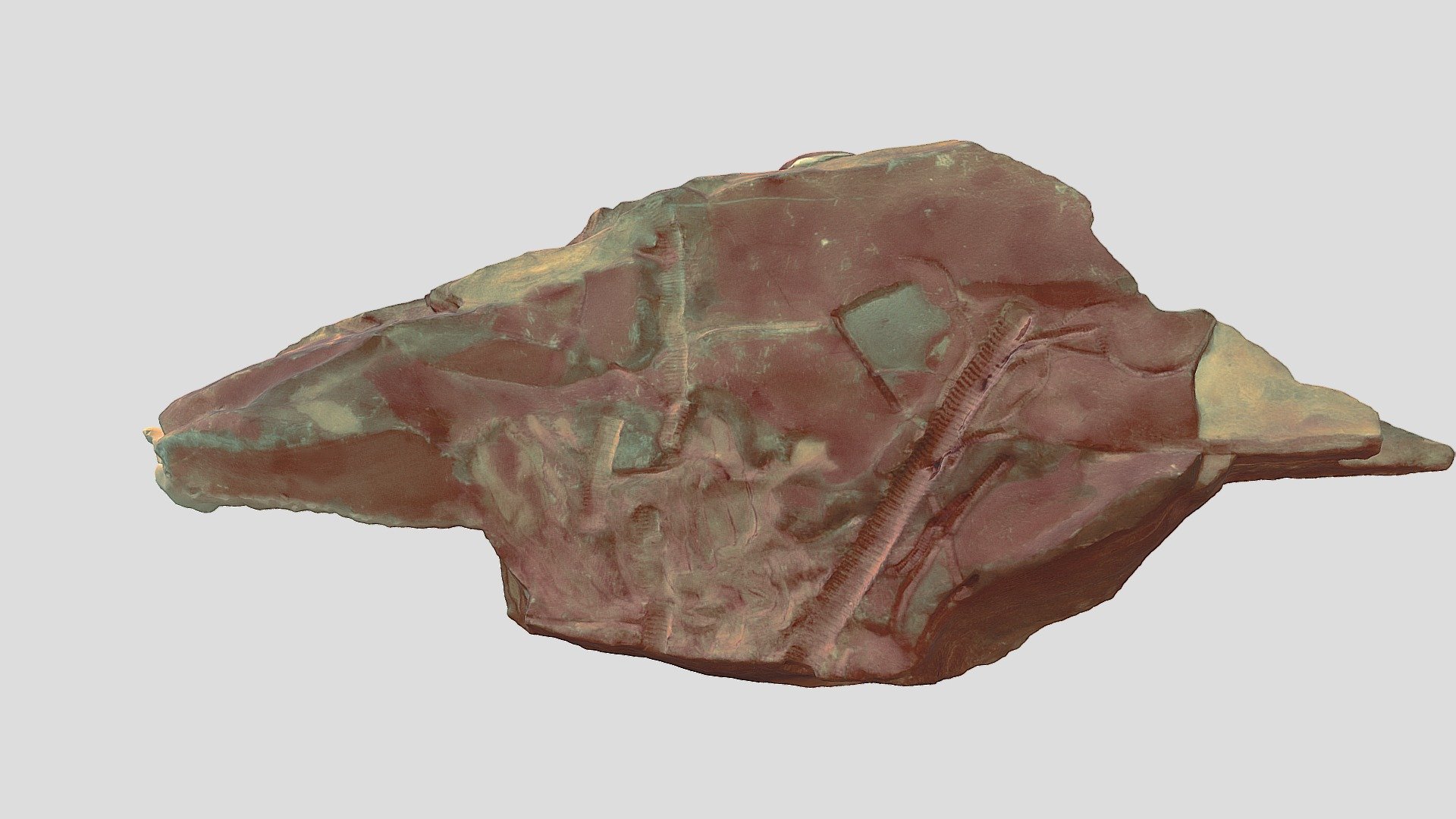 Martinsburg Fm. crinoid