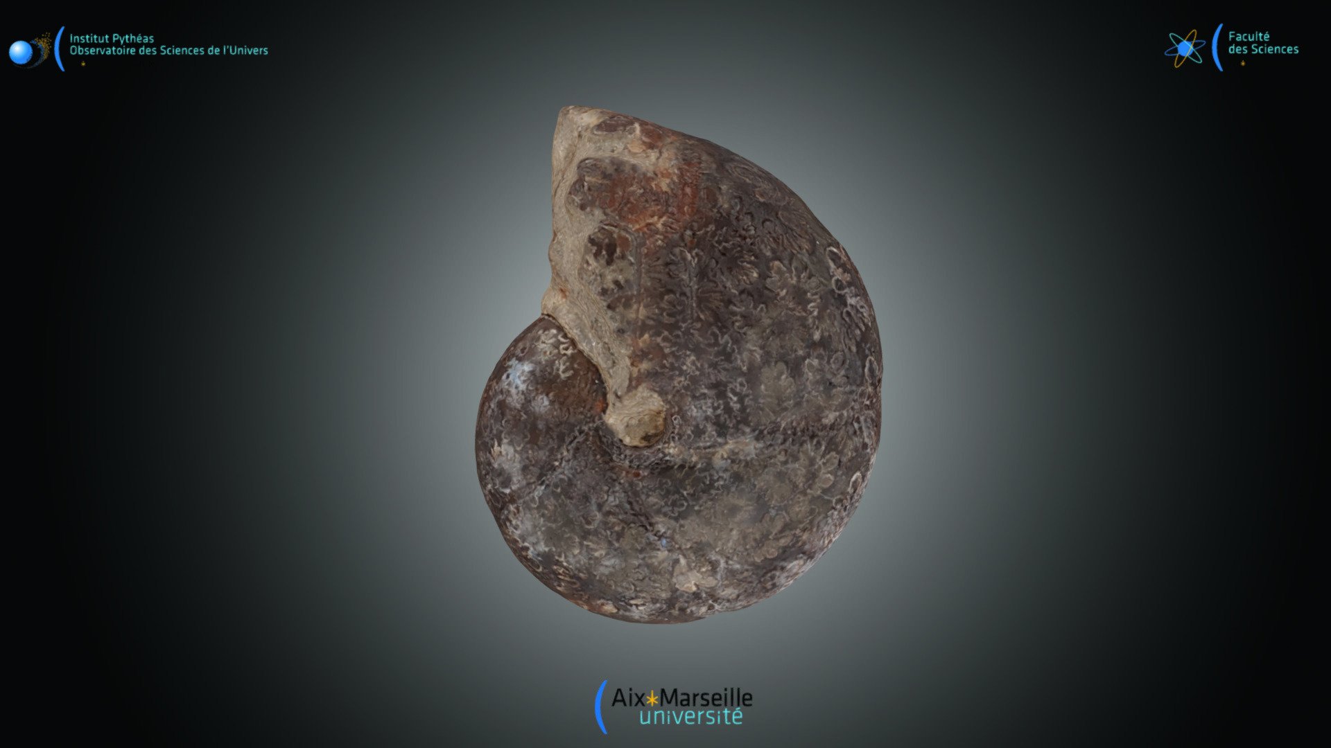 Ammonite - Phylloceras sp.