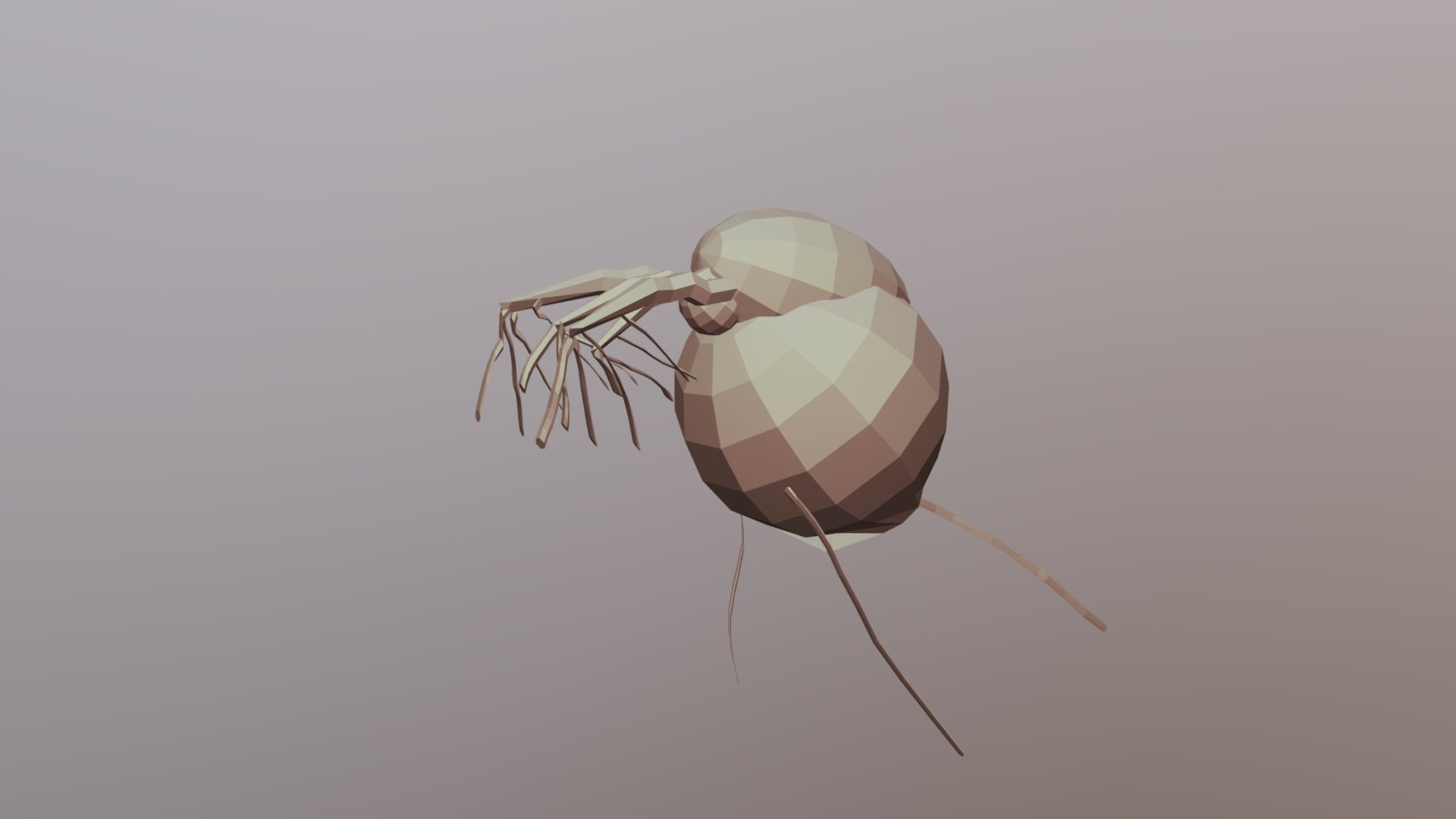 daphnia