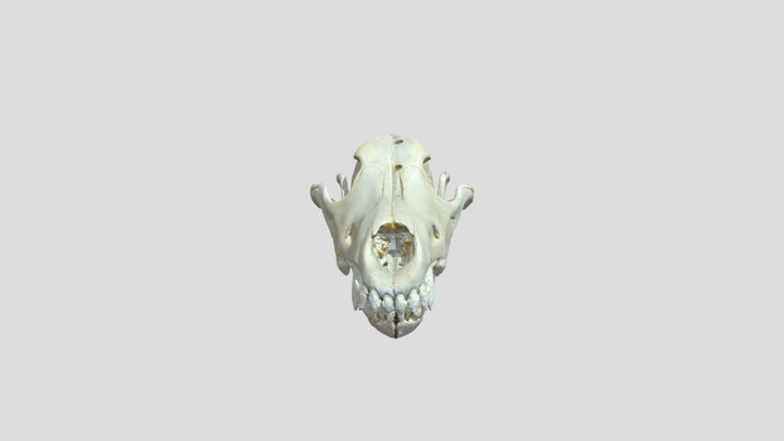 The skull of a wolf (real life) 3D Model