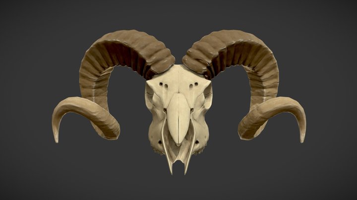 Skull 3D Model