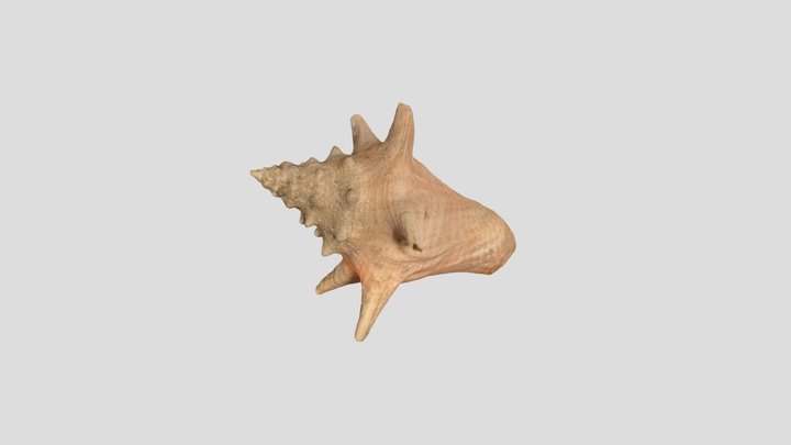 Seashell A 3D Model
