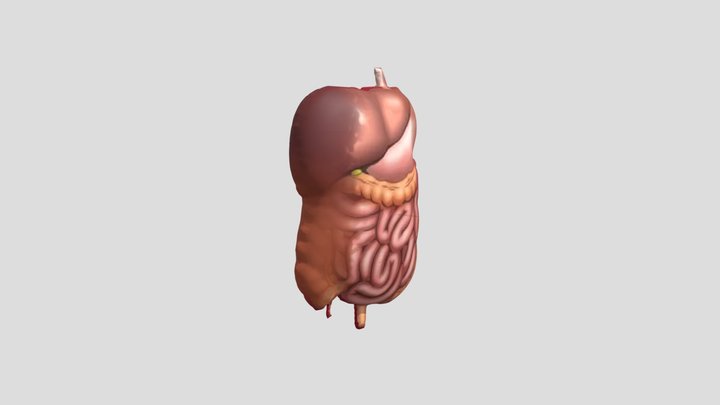 human organ 3D Model