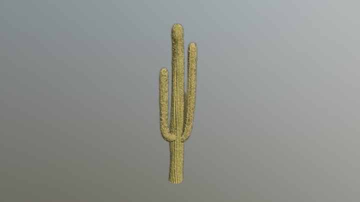 Saguaro Cactus 3D Model