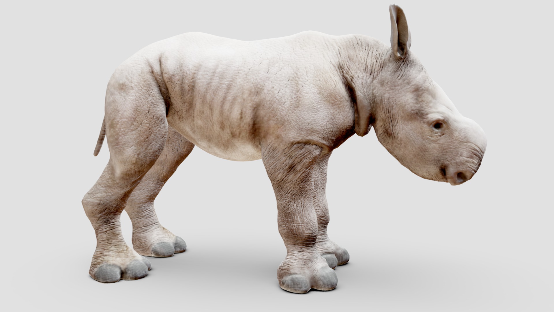 3D model Baby White Rhino Static Pose Triangulated. - This is a 3D model of the Baby White Rhino Static Pose Triangulated.. The 3D model is about a grey animal with a long tail.
