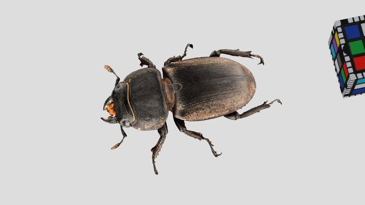 CC0 サキシマヒラタクワガタ ♀ Sakishima Stag Beetle