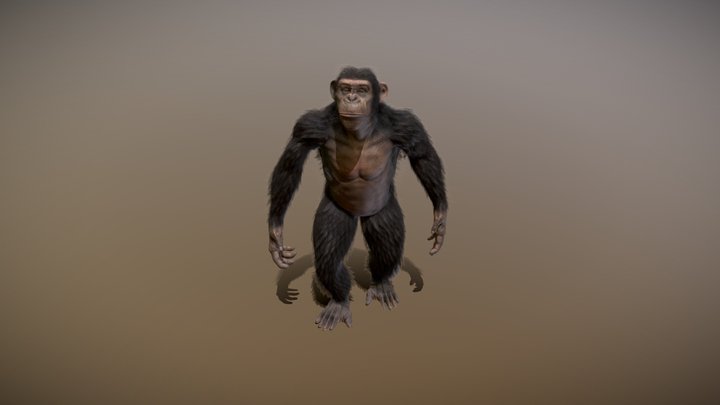 Chimpanzee study 3D Model