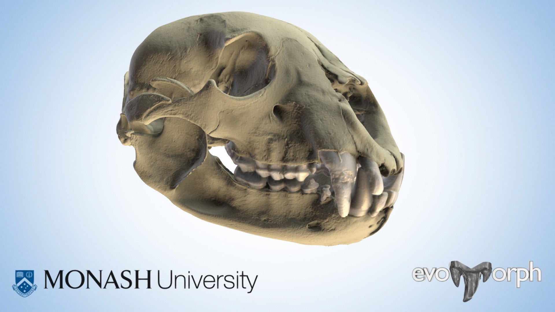 Spectacled bear skull and teeth 3D model by Evans EvoMorph Lab