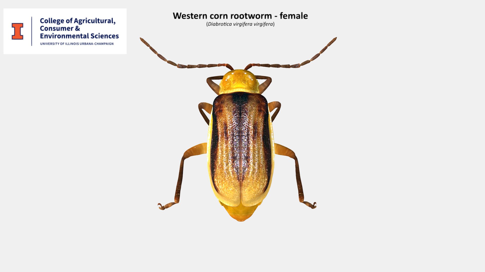 Western corn rootworm (female) - 3D model by Yony T. Callohuari ...
