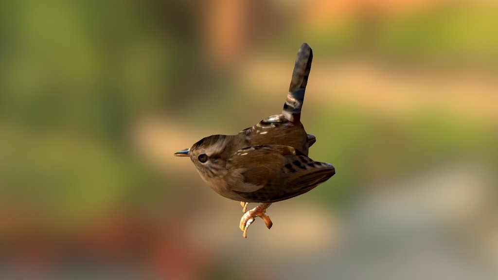 Marsh Wren