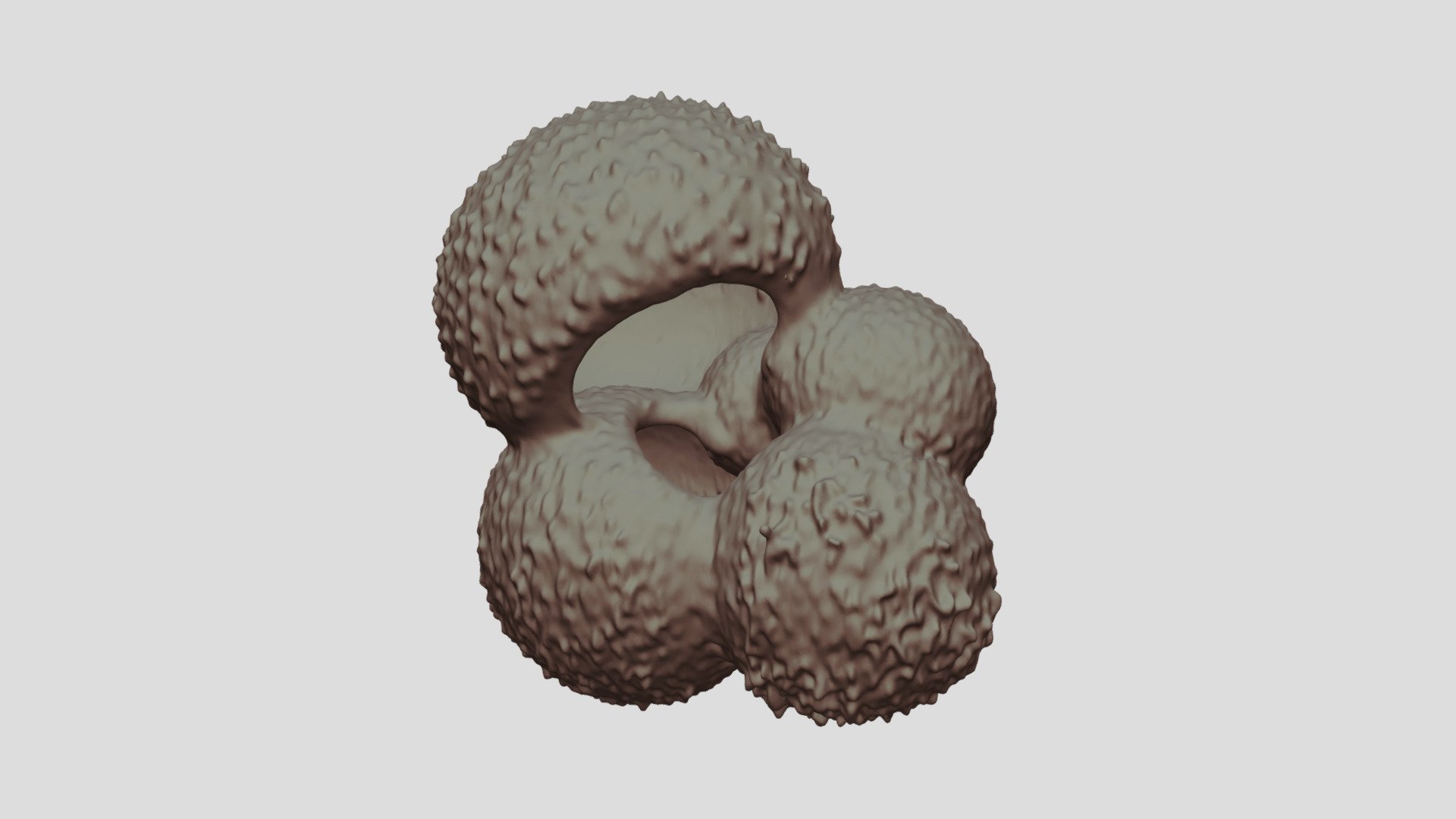 Globigerina bulloides [Geo B8502 865cm Shell-4]