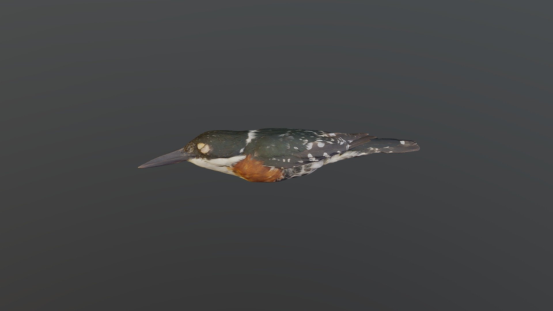 Green Kingfisher - Chloroceryle americana