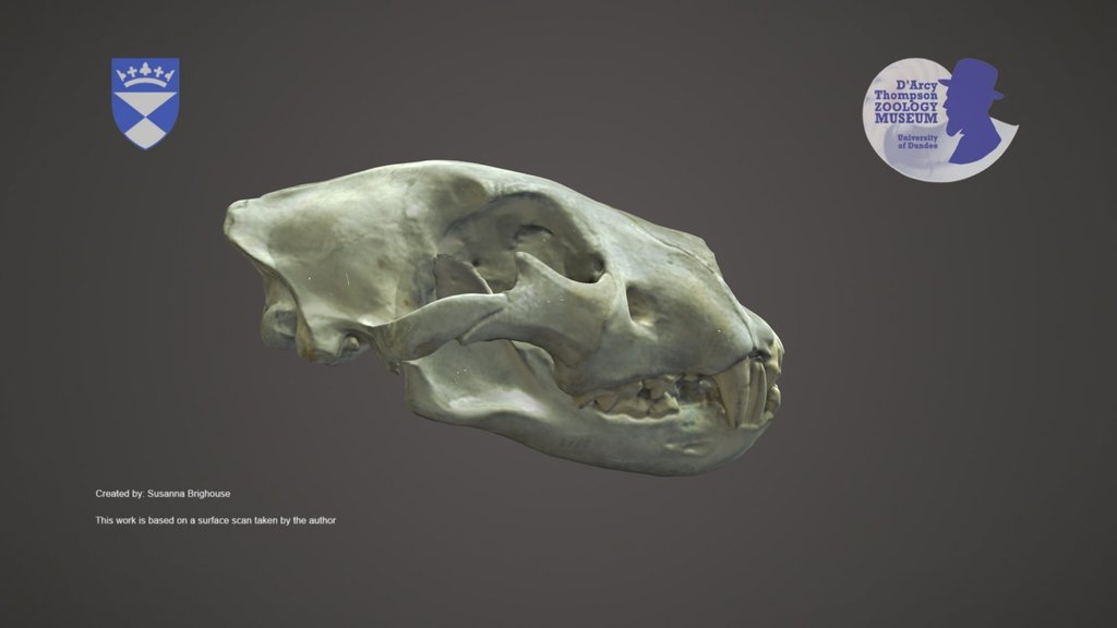 Lion Skull
