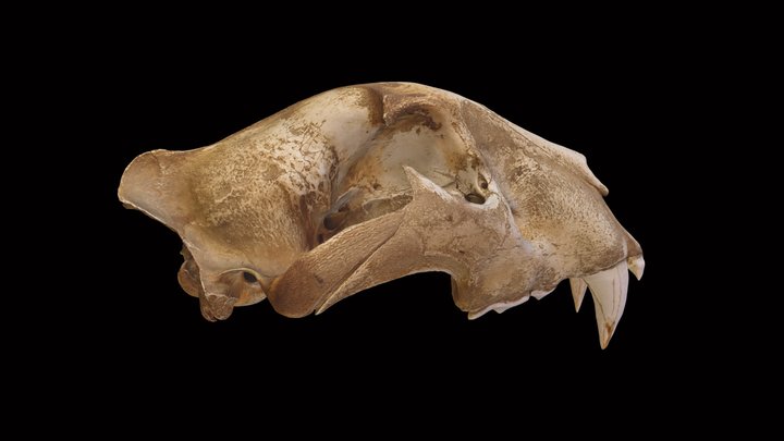 Crâne de Tigre (Panthera tigris) 3D Model