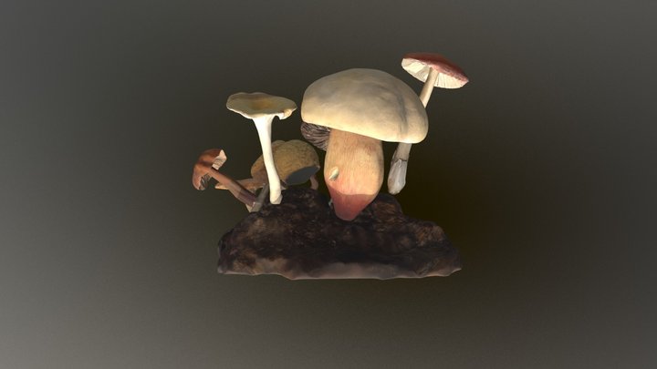 Petite forêt de champignon 3D Model