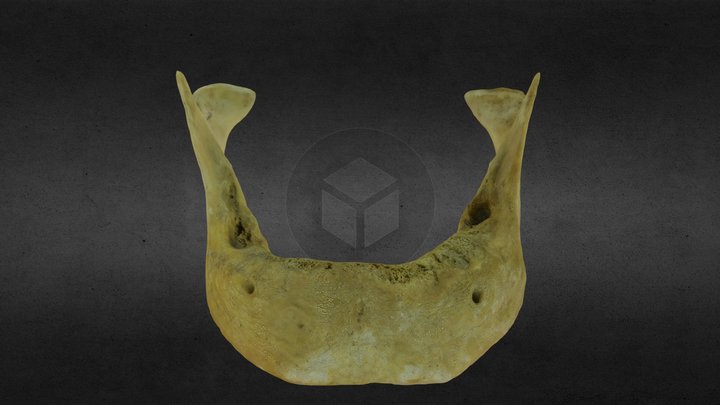 Mandibula humana, human jaw 3D Model