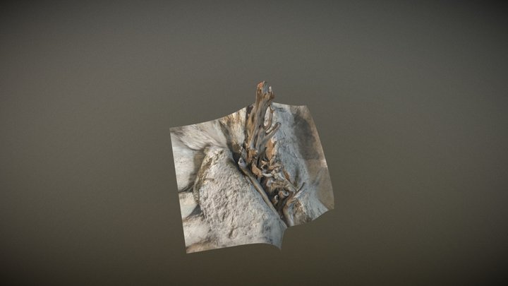 Dead tree on a rock 3D Model