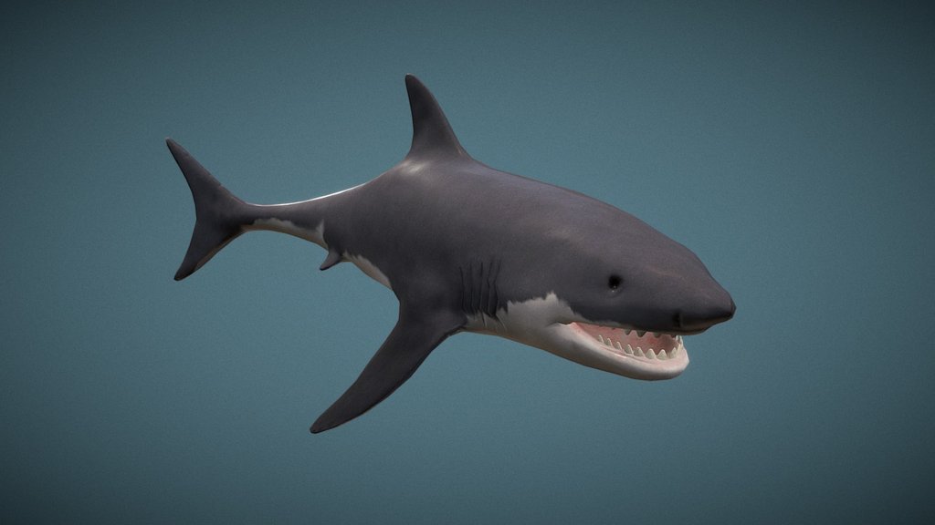 Shark - Download Free 3d Model By Kambeto [b7c076d] - Sketchfab