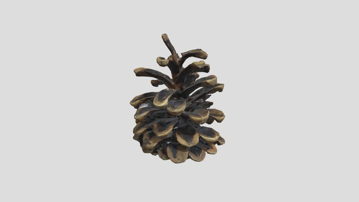 Pine Cone 3D Model