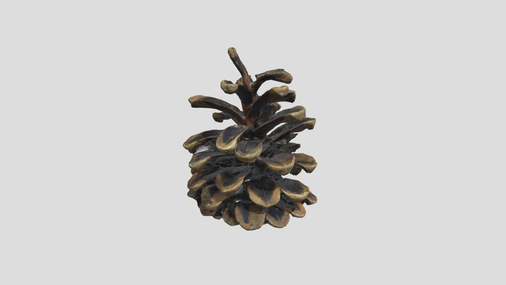 Pine Cone