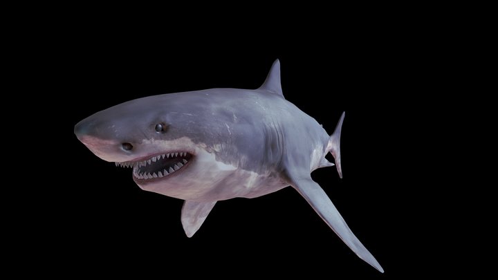 Shark 3D Model