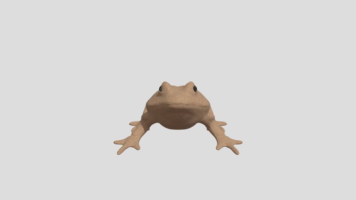 Up Oreophryne Anulata 3D Model