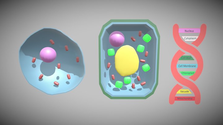 animal and plant cell 3D Model