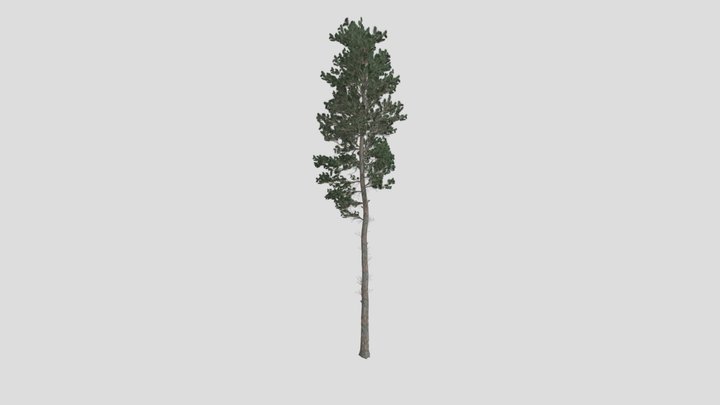 Scots Pine Tree 3D Model