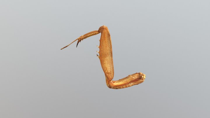 Foreleg 8a 2 3D Model