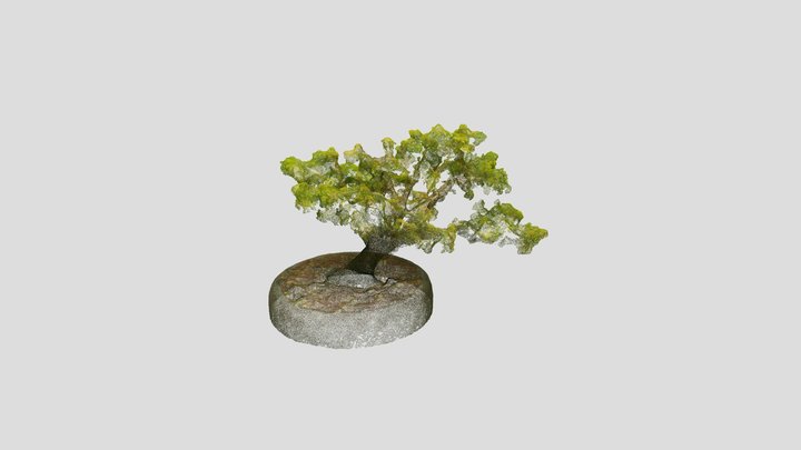 Bonsai_ Tree_16 – Free 3D Model STL