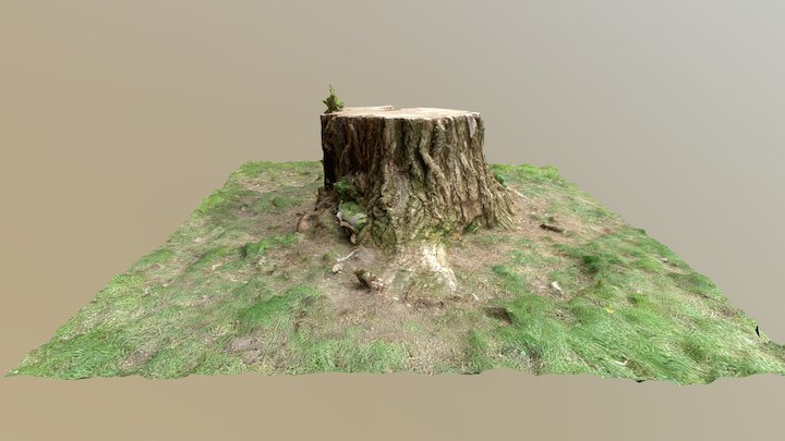 Baum Sf Low 3D Model