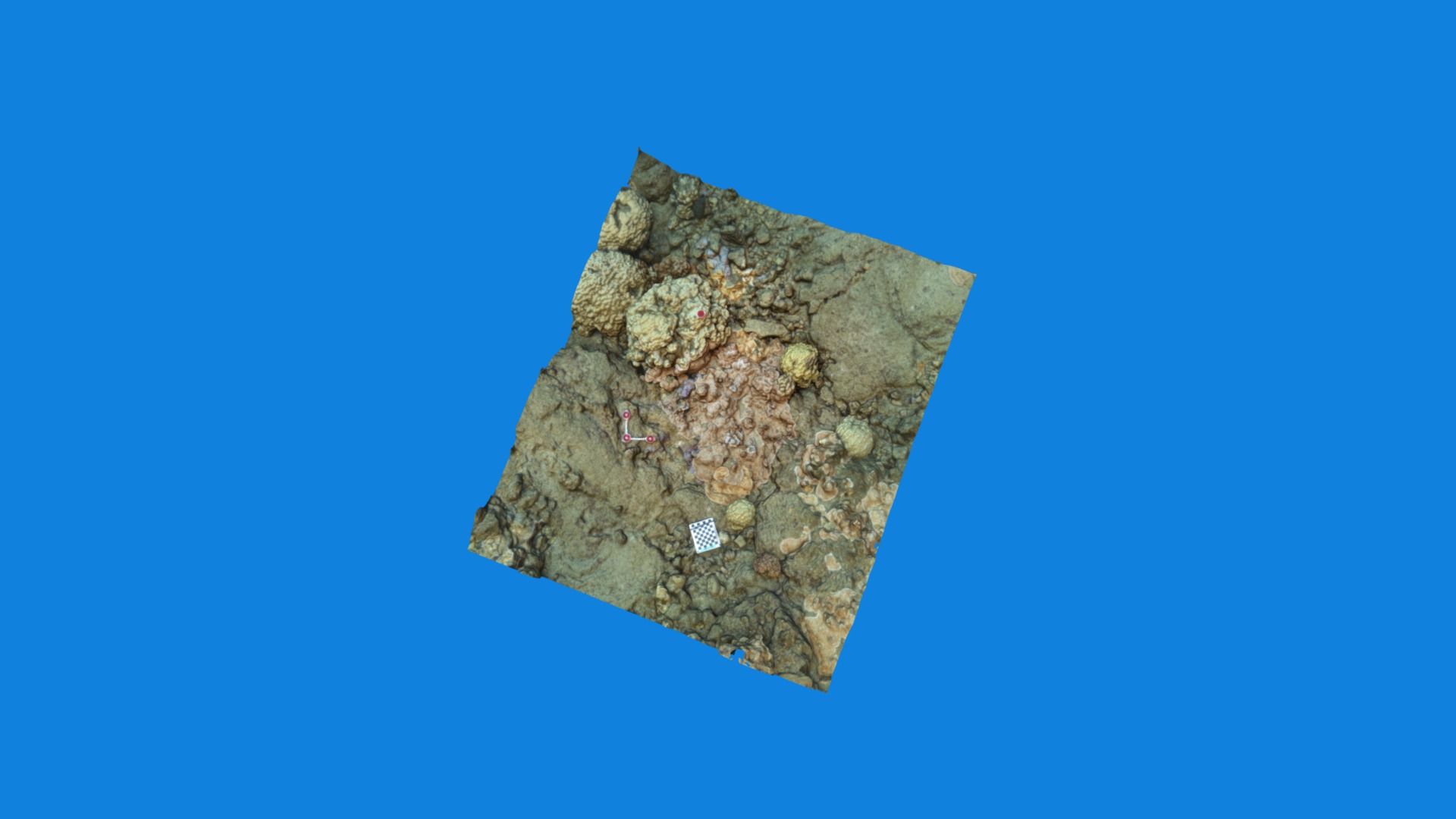 Waiopae Biome Coral July 2015
