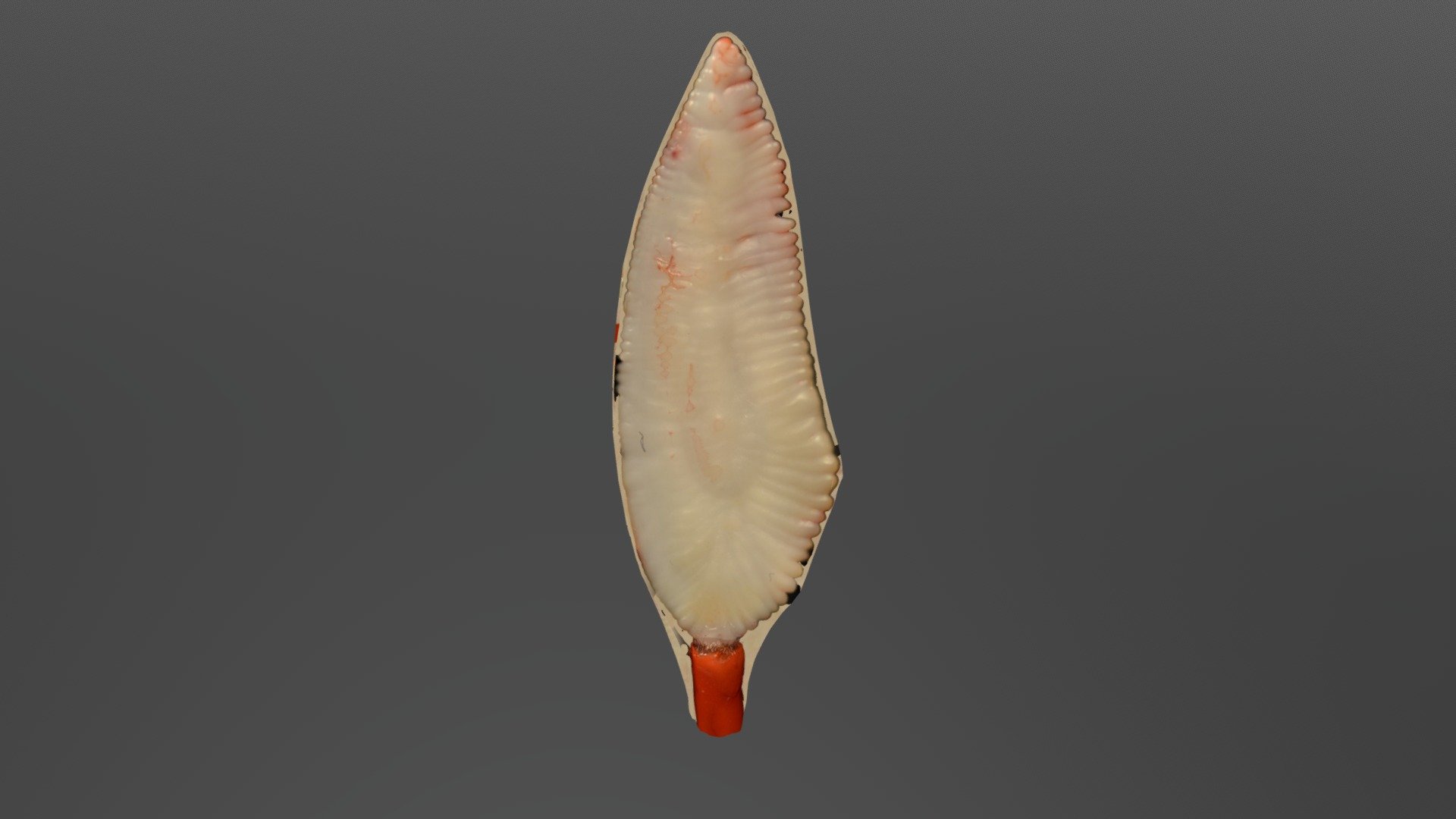 Otolith