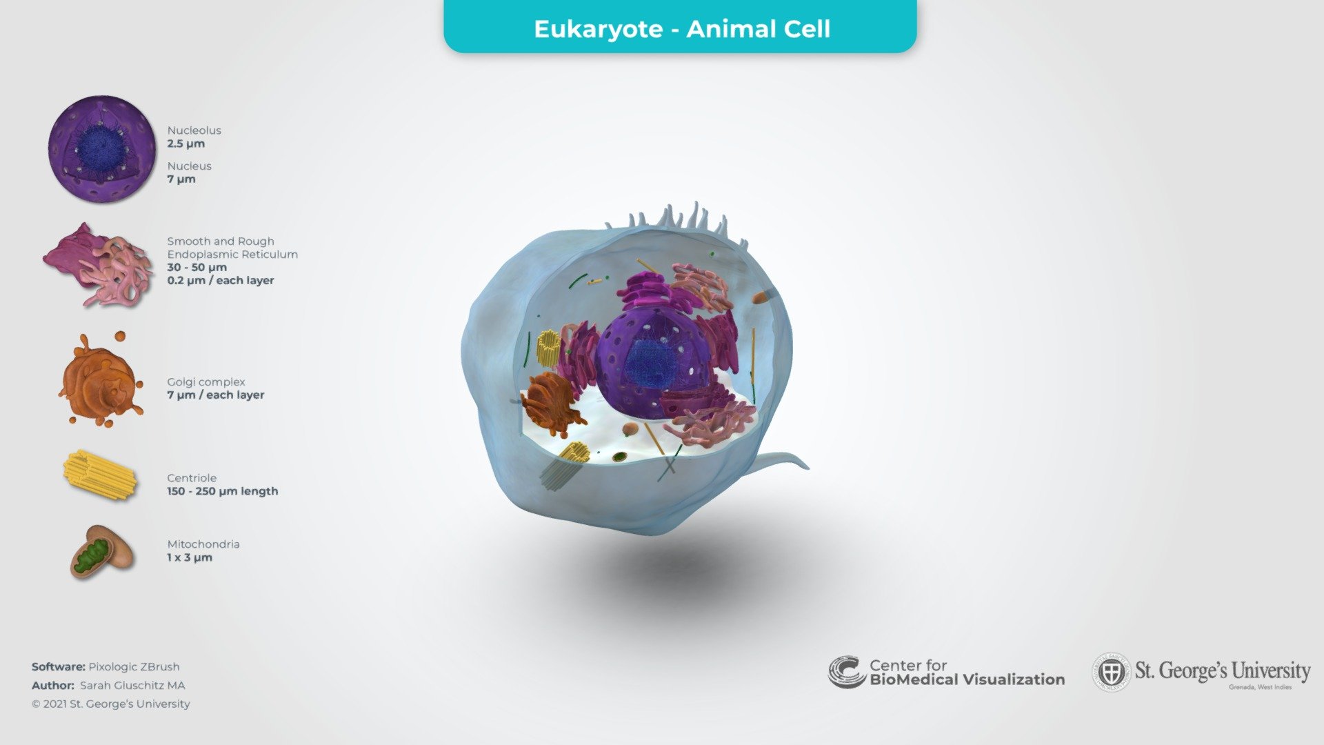 Eukaryotic Cell - 3D model by The Center for BioMedical Visualization at  SGU (@SGUMedArt) [b7d84e5]