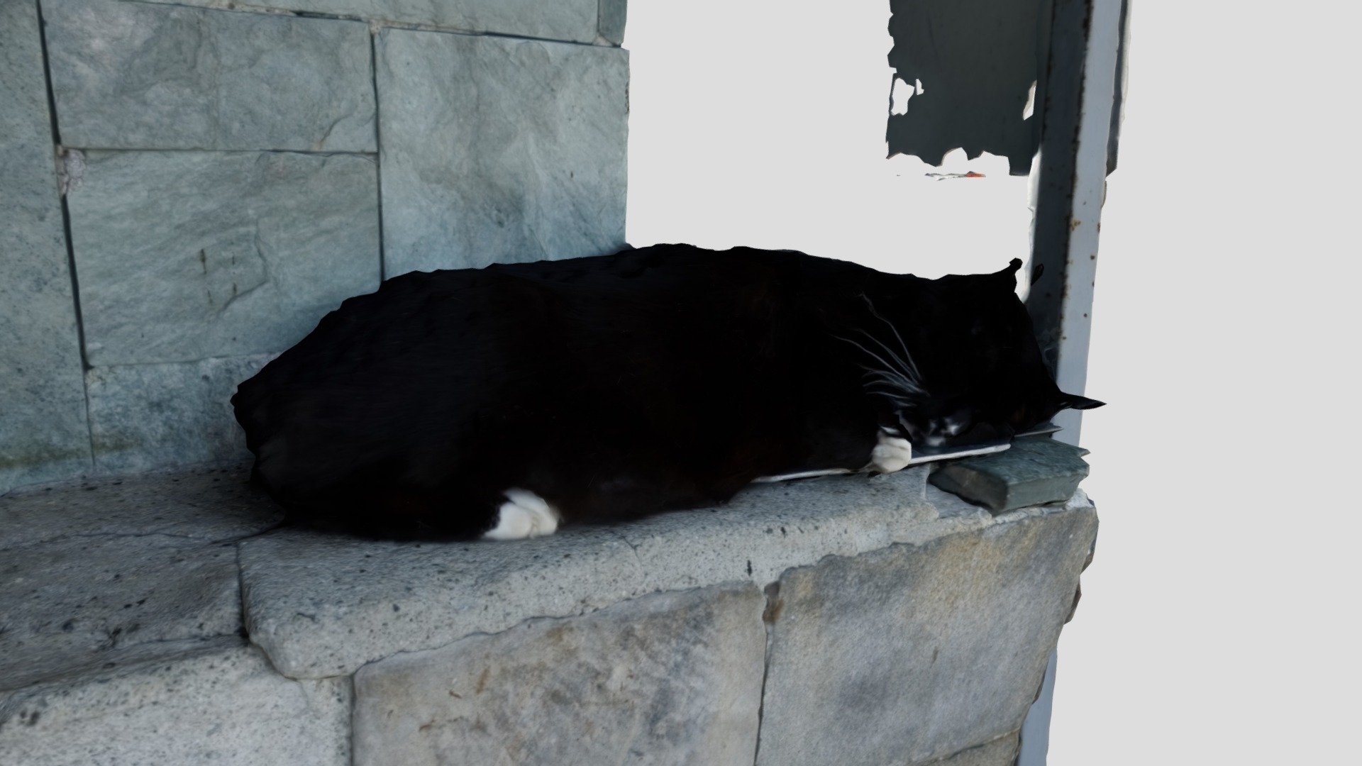 Black cat sleeping 3Dscan