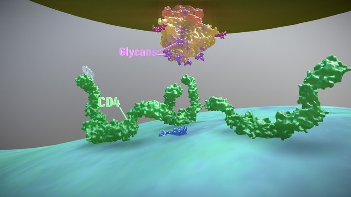HIV Envelope Glycoproteins 3D Model