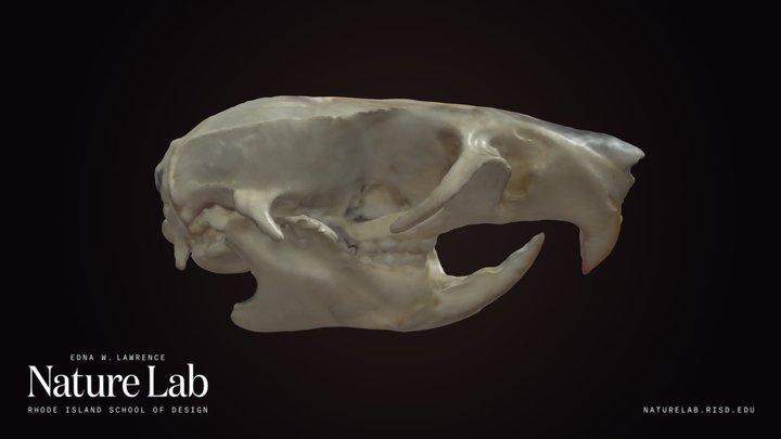 Rat Skull – Kostenloses 3D-Modell STL