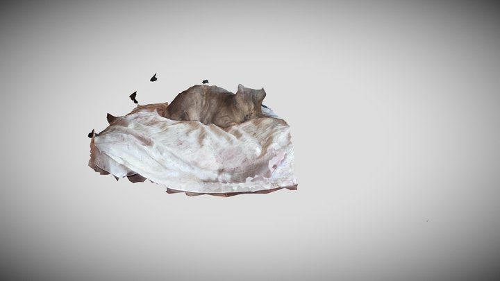 Gato fomo 3D Model