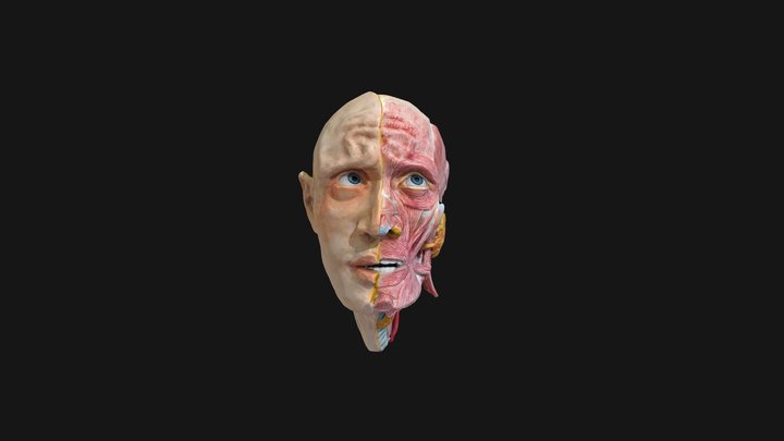 Anatomy Head and Neck​ 3D Model