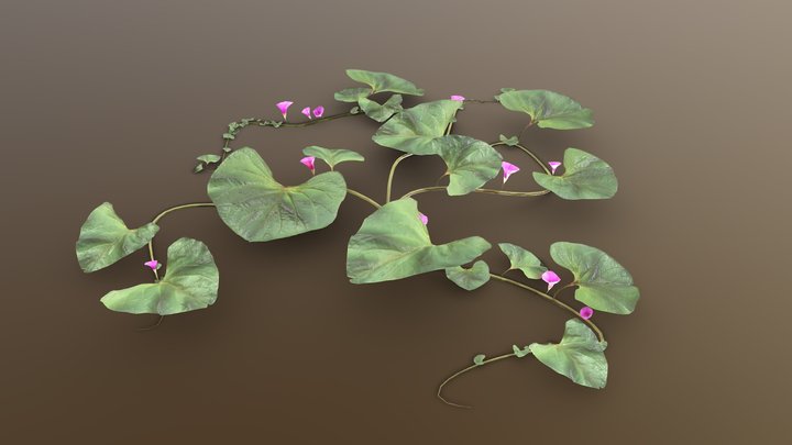 plant_02_var1 3D Model