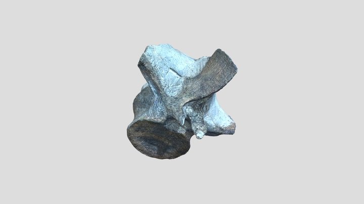 Plesiosaur vertebra from New Zealand 3D Model