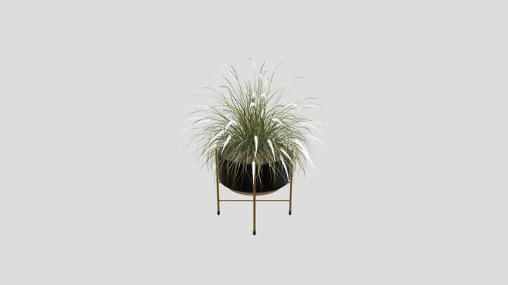 Pampas Grass Pot Plant