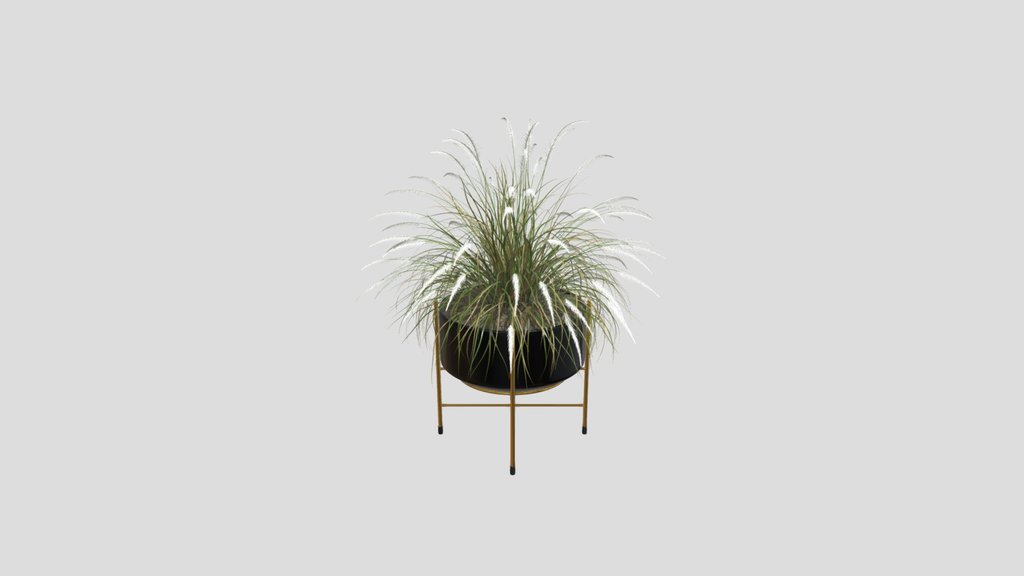 Pampas Grass Pot Plant
