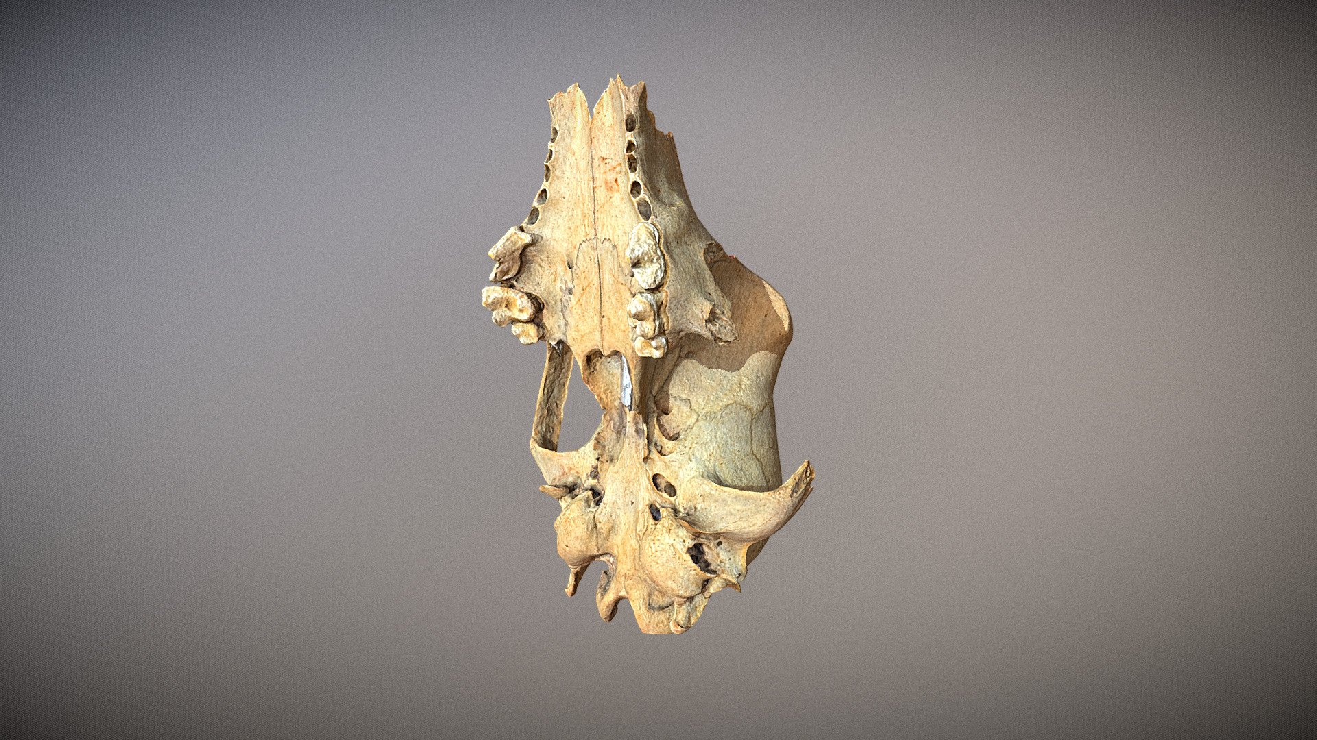 Highpoly animal photorealistic Skull