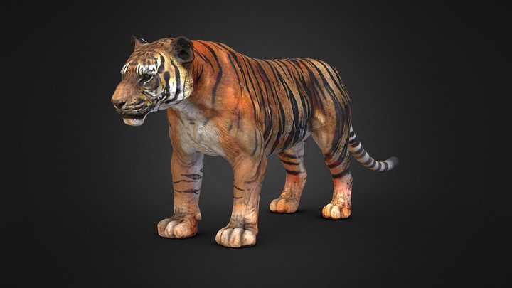 Tiger-Rigged 3D Model