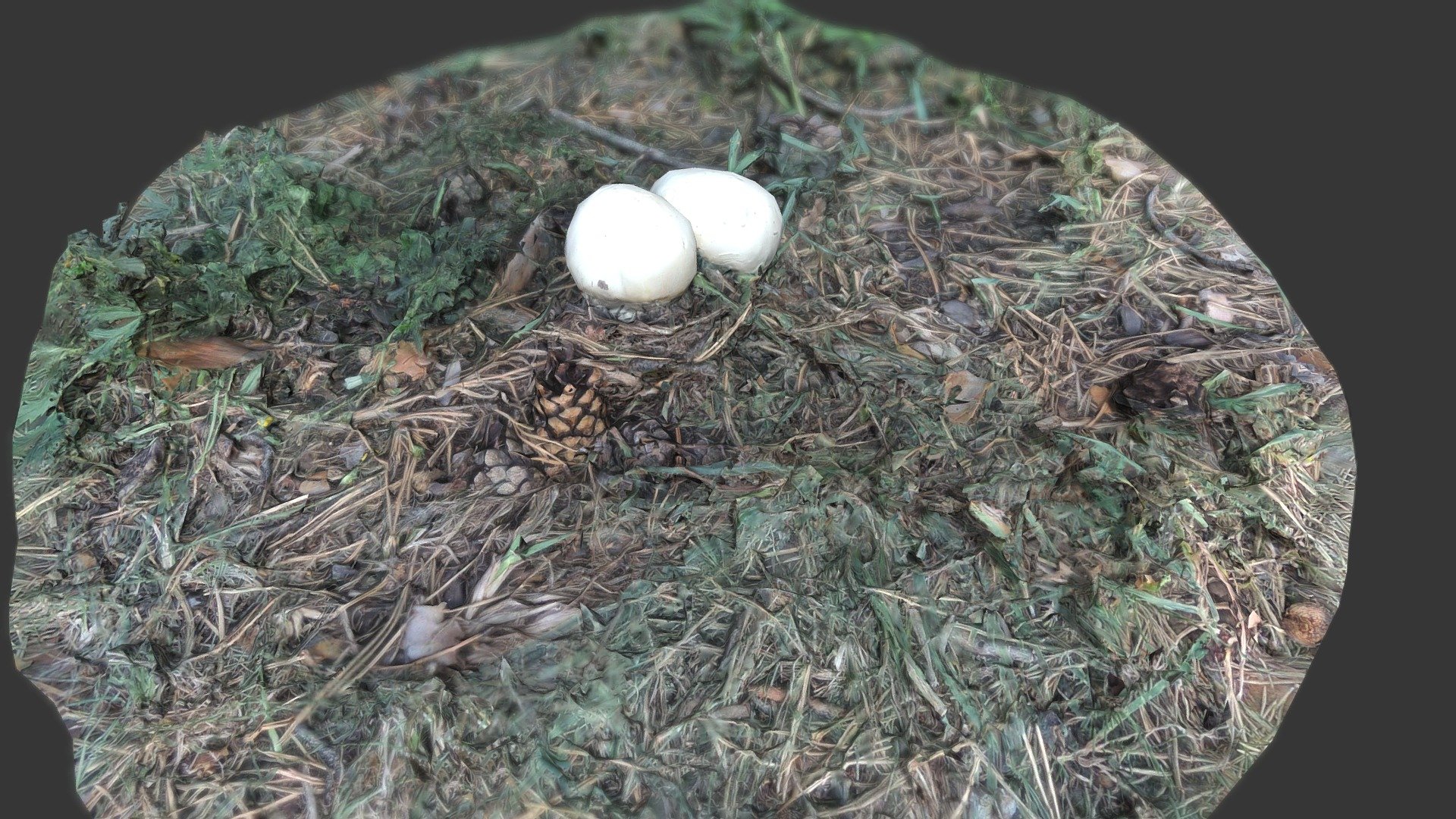 Два гриба-дождевика. Two raincoat mushrooms. 20к