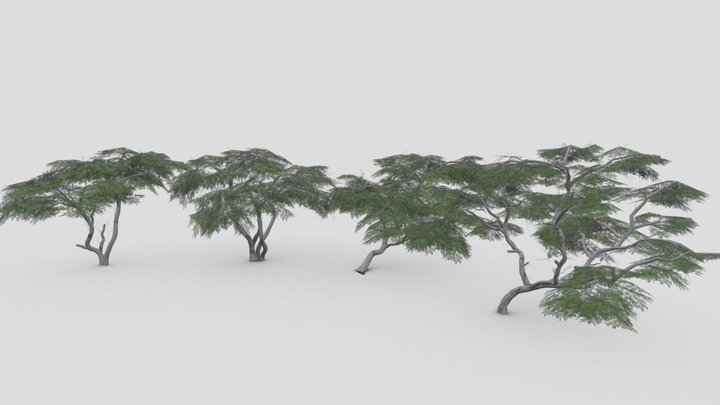 Acacia Tree- Pack- 5 3D Model